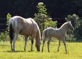 Tobiano buckskin mare Zip Idie Dodah and her cremello foal Beaux