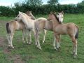 Cottesbach foals to July 2009