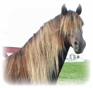 brown dapple horse