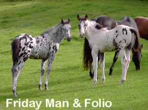 Friday Man and Folio