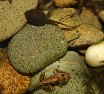 children love watching the transformation from egg to frog