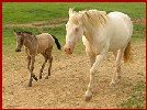 Della and buckskin foal