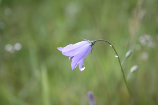 the mountain harebell occurs locally