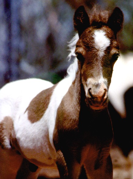 tobiano foal